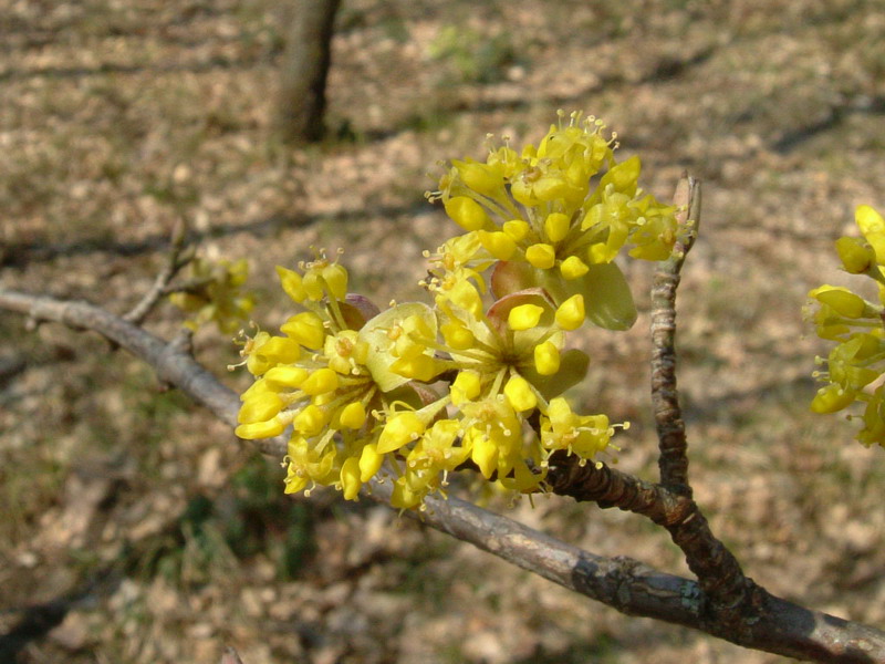 Cornus mas / Corniolo maschio